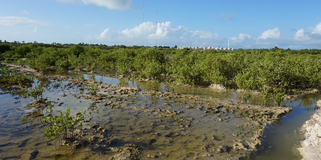 Bringing back mangroves: Scientists in Mexico restore degraded ecosystems