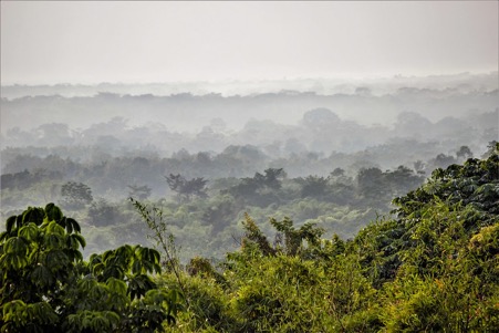 Can tropical forests protect us against climate change?