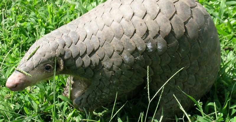 Pangolin