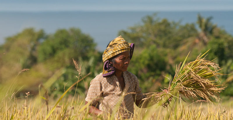 A woman stands in a field with a handful of rice paddy