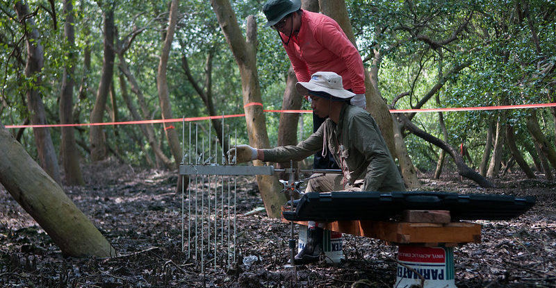 Scientists work in a swampy mangrove forest to measure carbon