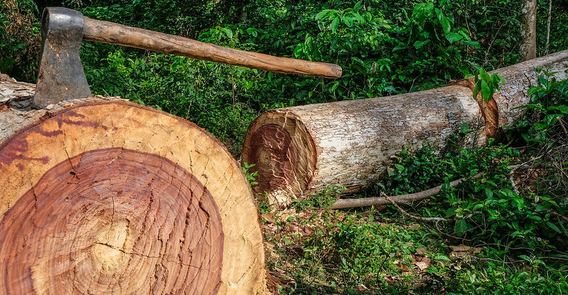 An axe is shown in a embedded in large tree trunk in a forest