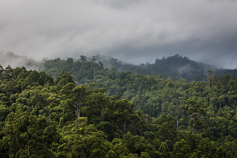 Intact forests can retain high levels of carbon in high temperatures, study shows