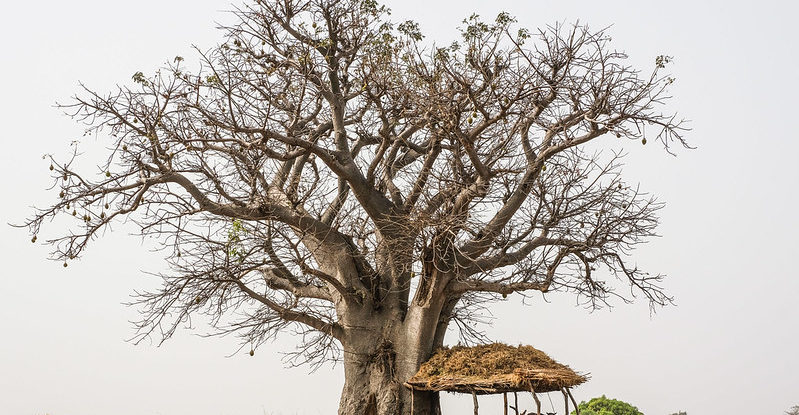 Animals stand by a shelter under a baobab tree