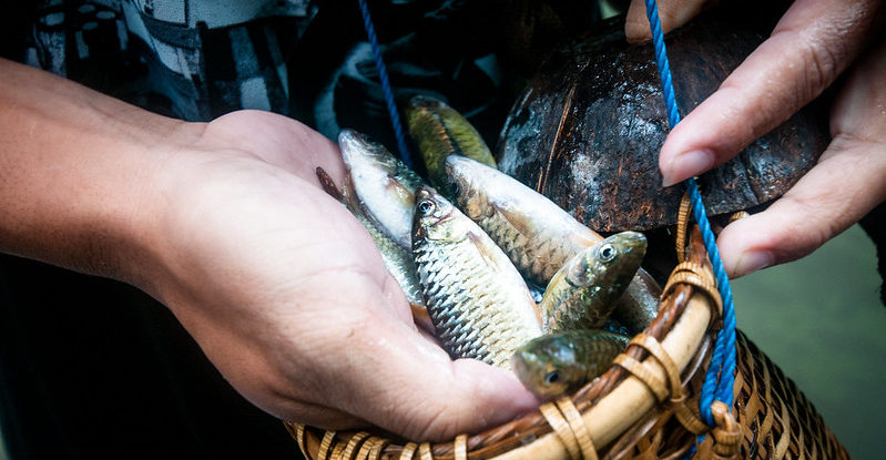 Displaying fish in a basket