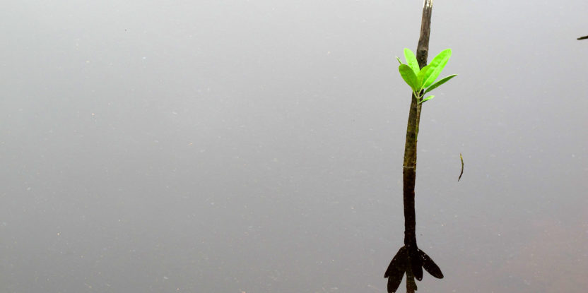 Small mangrove surrounded by still water