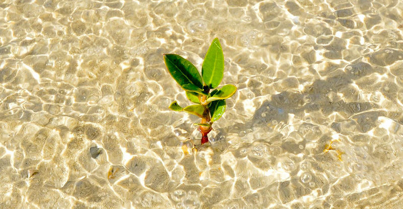 Tiny mangrove in rippling water