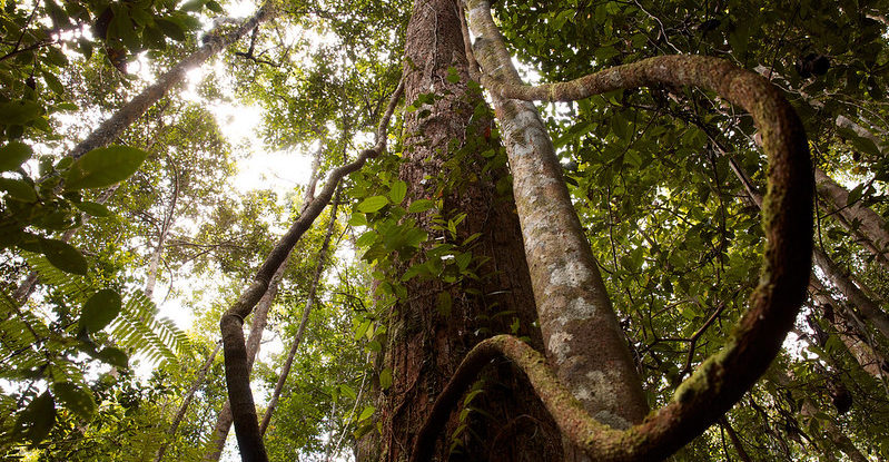 A large vine hangs from a tree