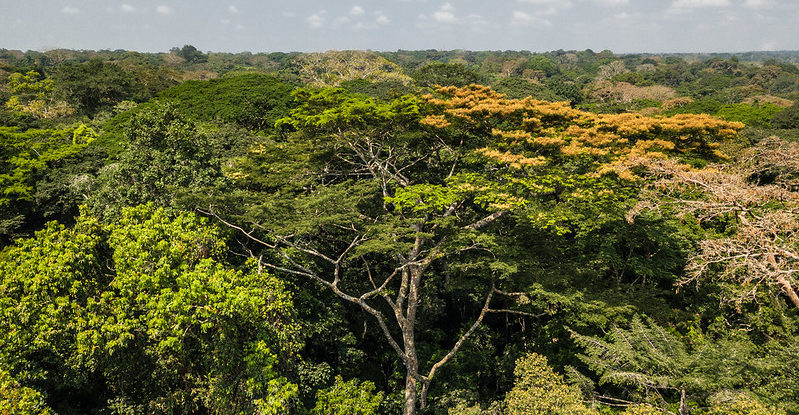 A forest canopy