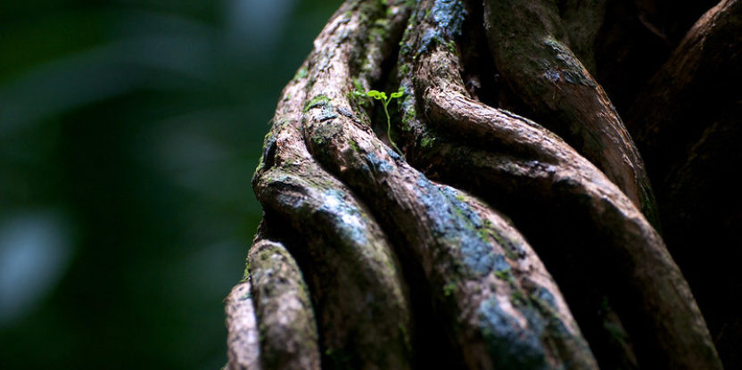 A tiny green shoot grows out of a thick vine