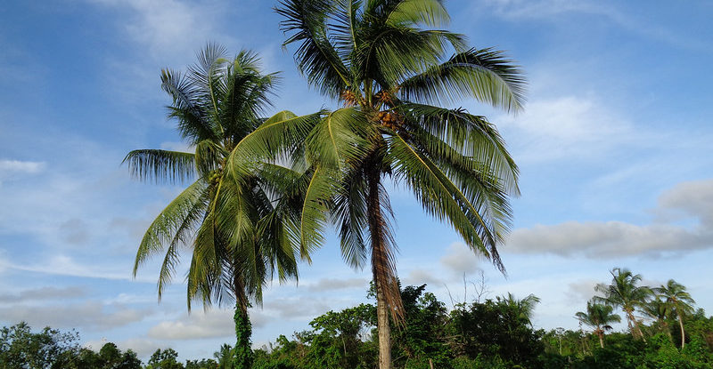 Two palm trees