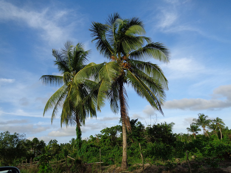 Survey shows potential impact of palm trees in quantifying rainforest carbon