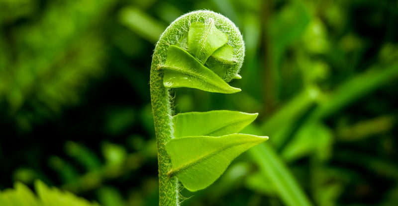 A vibrant green fern shoot unfurls