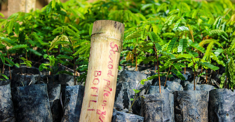 Trees in a nursery