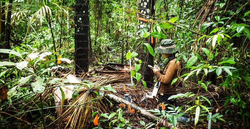 Peat degradation