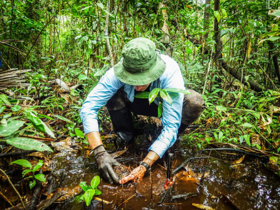 Soil sampling in a palm swamp peatland