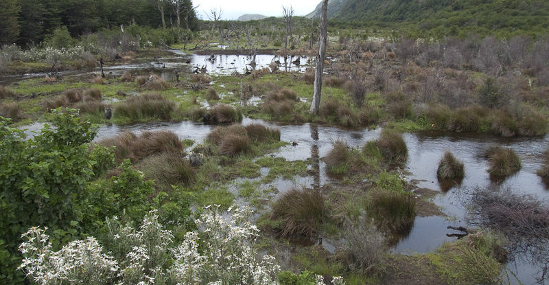 Peatland in Tierra del Fuego