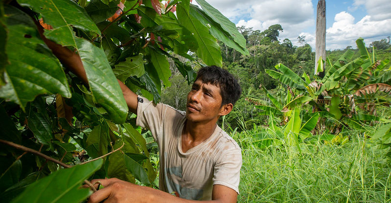 Man examines cocoa