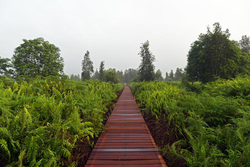 Building a new ‘boardwalk’ for peatland restoration monitoring in Indonesia