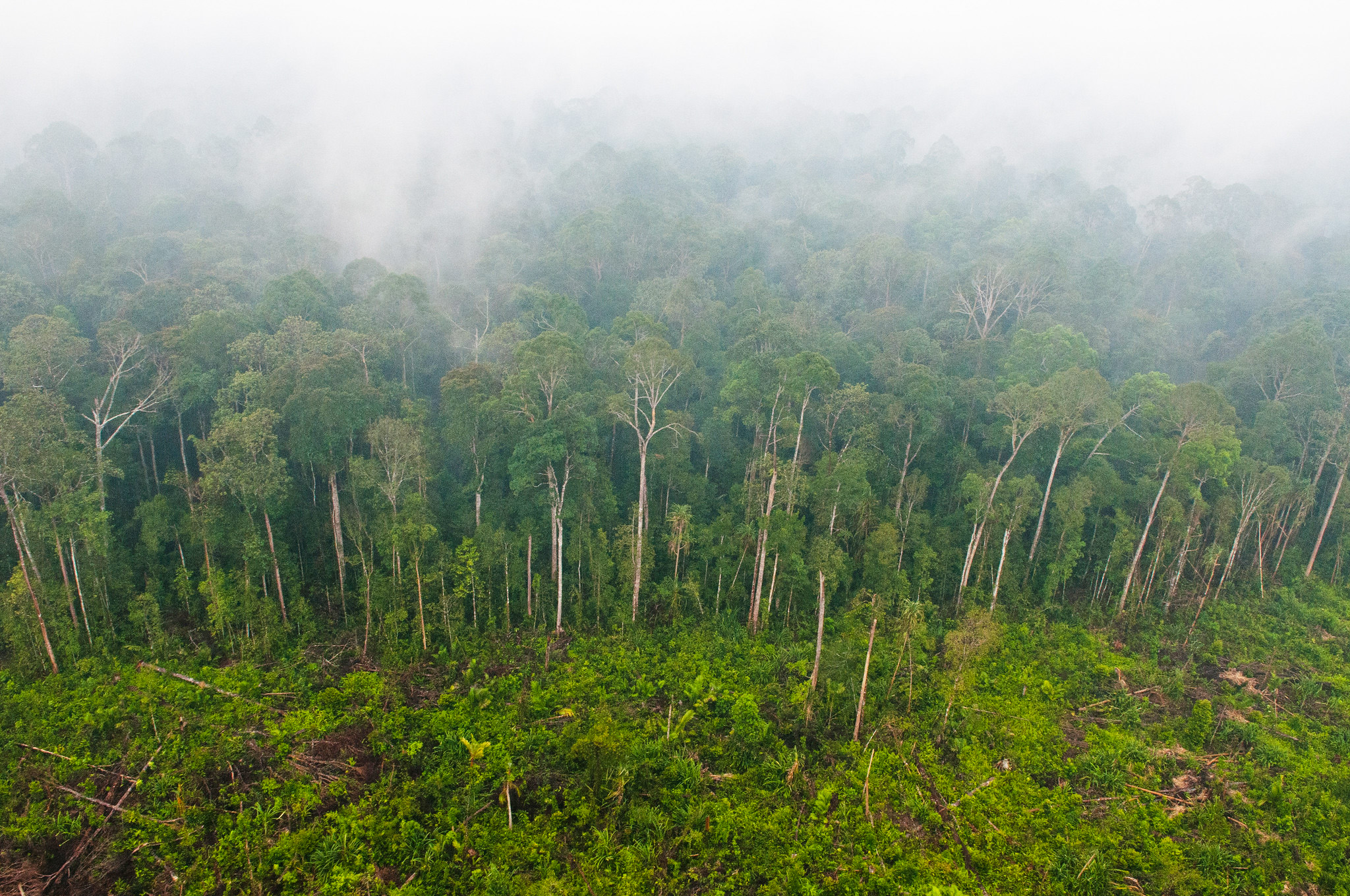 Nuevos mapas de emisiones de carbono de los bosques del planeta para apoyar la acción por el clima