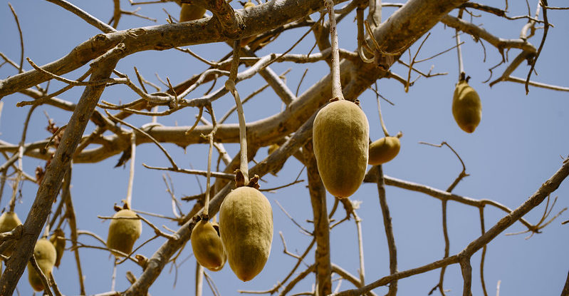 Baobab fruit hang from tree branches