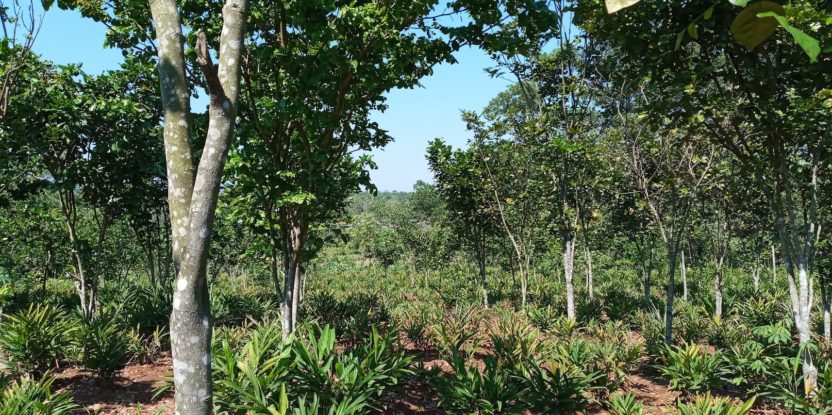 Mixed agroforestry farming system with pongamia