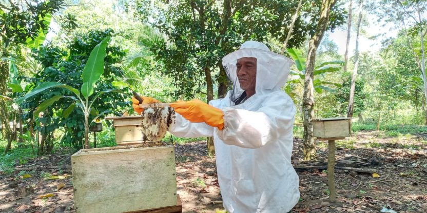 A beekeeper wearing protective gear works with bees