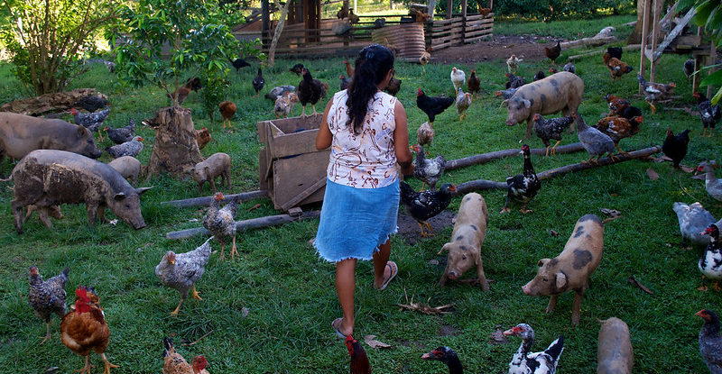 A decorative photo featuring a woman standing surrounded by pigs and chickens in a penned area