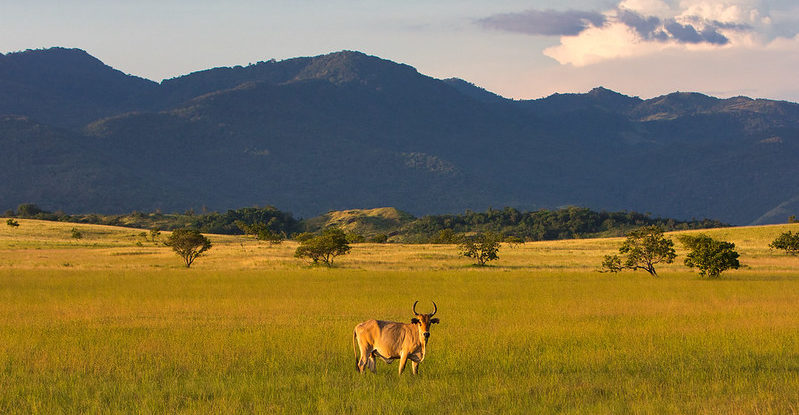 A decorative picture shows a steer in a field at sunset against a forested mountain backdrop