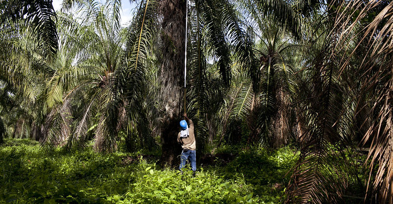 An oil palm worker is shown from behind working with a long hook to take out oil palm kernels