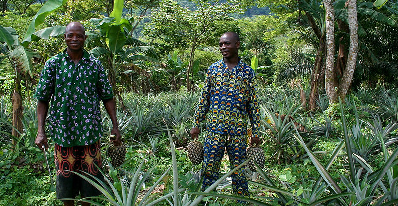 Two men stand in a forested area holding pineapples