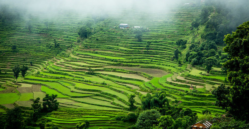 A vibrant terraced hillside landscape