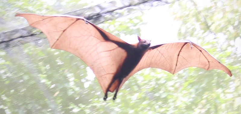 A large bat flies with wings outspread