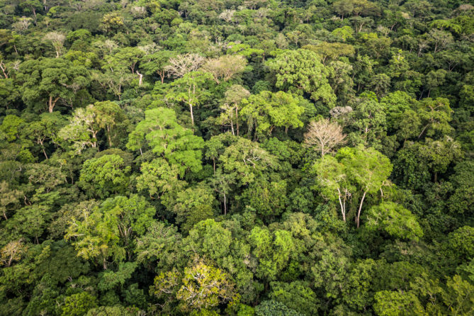 Are you an expert in African landscapes? - CIFOR Forests News