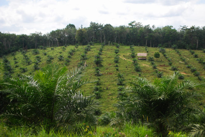 Plant palm oil plantations where they're sustainable — in Florida