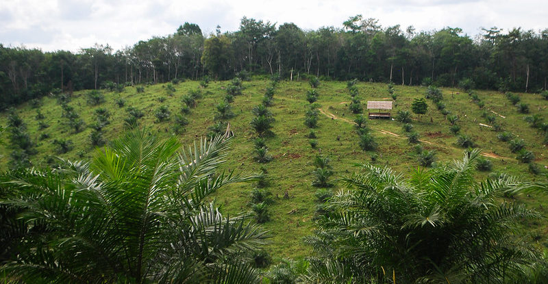 Palm trees in rows