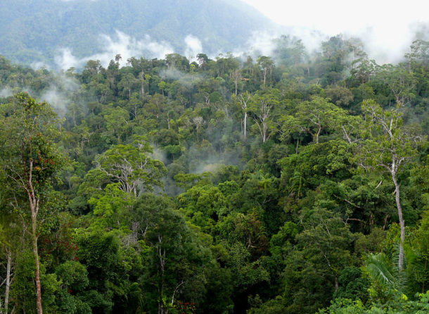 Adapting to a changing climate with forests and agroforestry - CIFOR ...