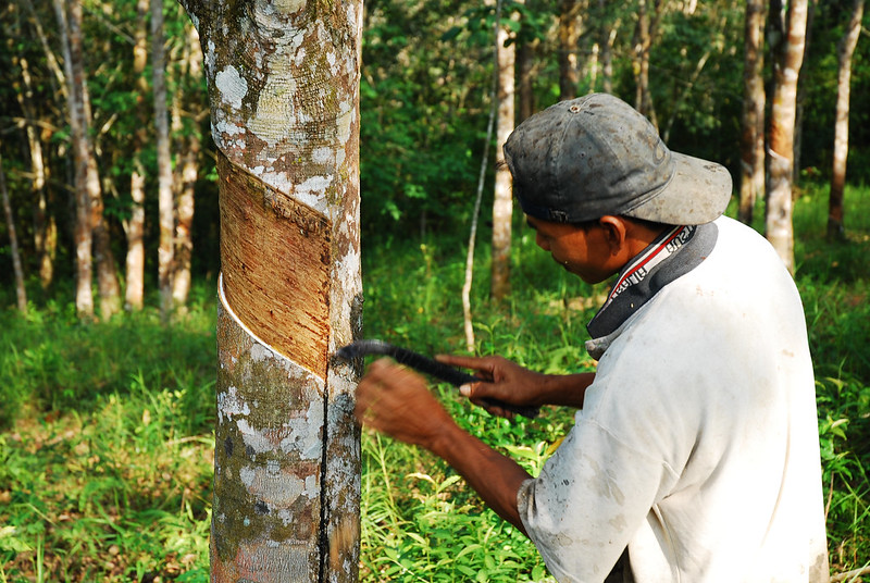 Farmers benefit from planting rubber and nut trees in agroforestry systems
