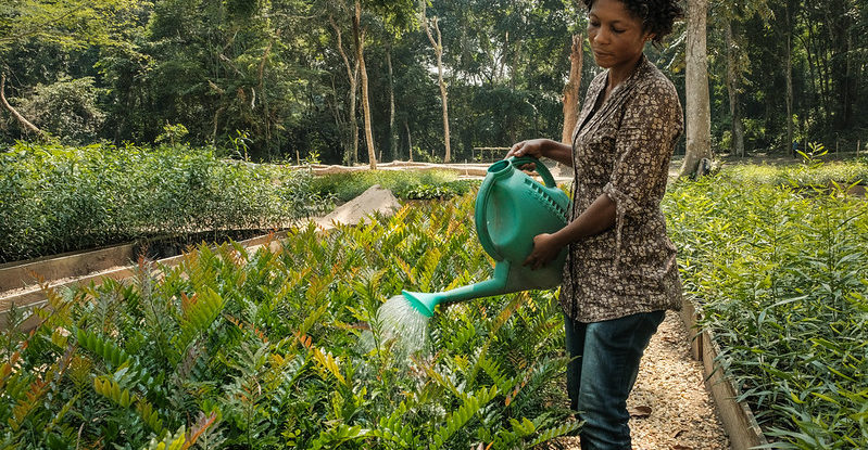 A woman waters using a watering can in a plant nursery