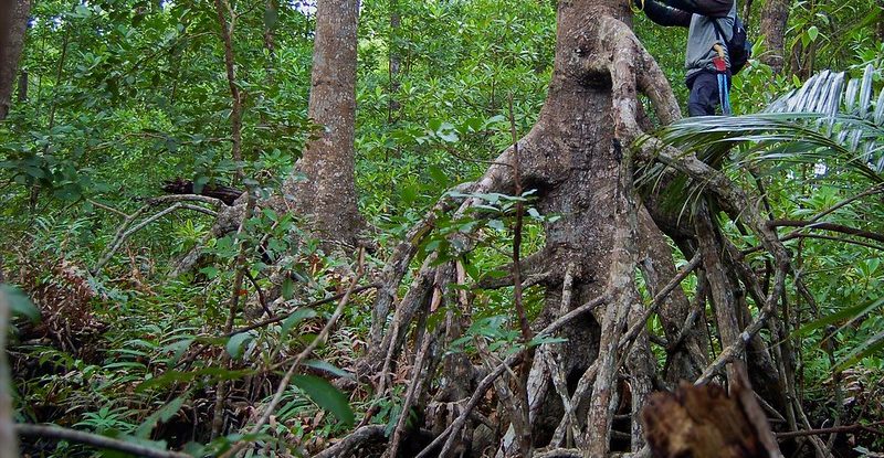 A man stands on the root of a mangrove and measures the trunk with a tape measure