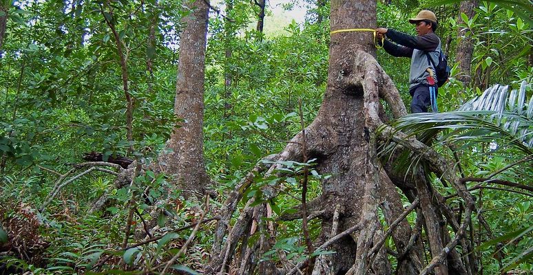 Scientists detail restorative mangrove and peatland management strategies