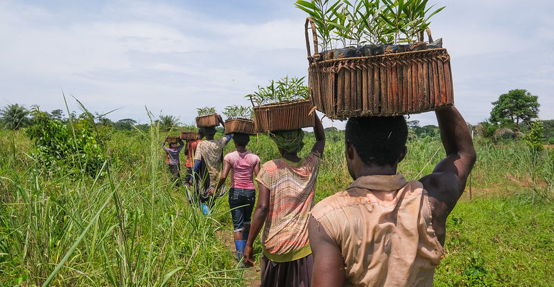 People carry baskets on their heads and walk through a plantation