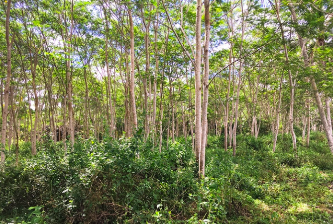 Enabling trees to better support rural economies
