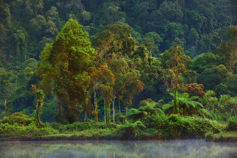 Boost funding and strategically align incentives with climate goals to save forests
