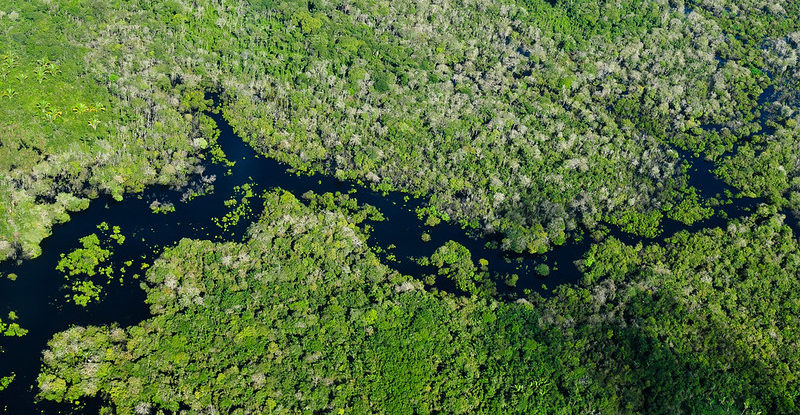 Aerial view of forest