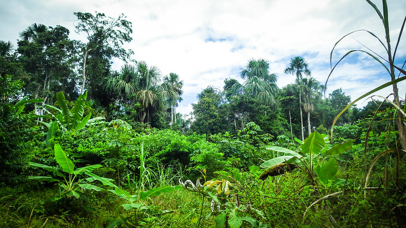 Study on emissions breaks new ground in Peru’s palm-swamp peatlands