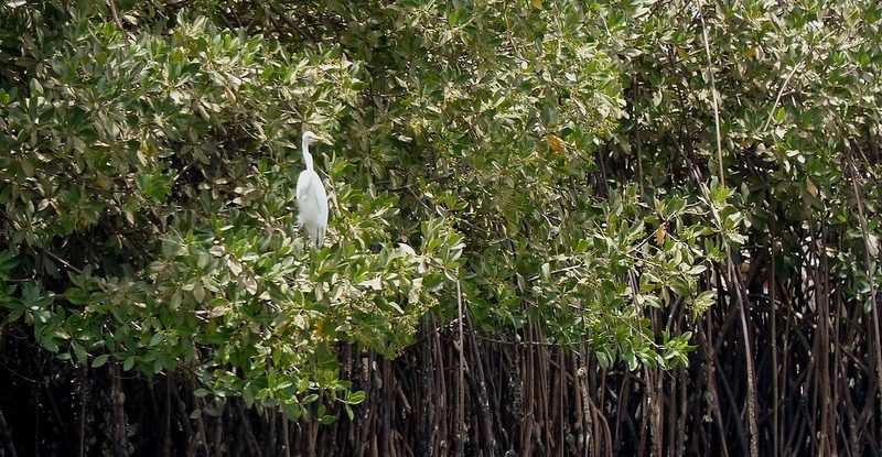 A white bird in trees