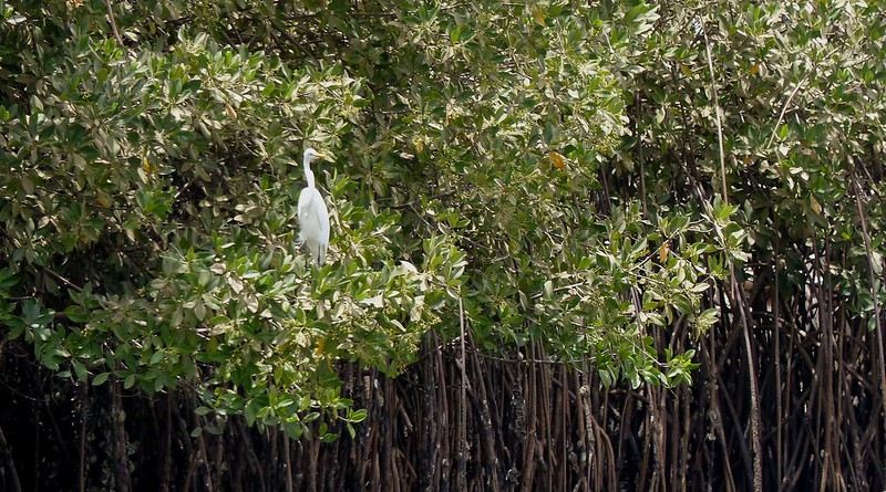 A white bird in trees
