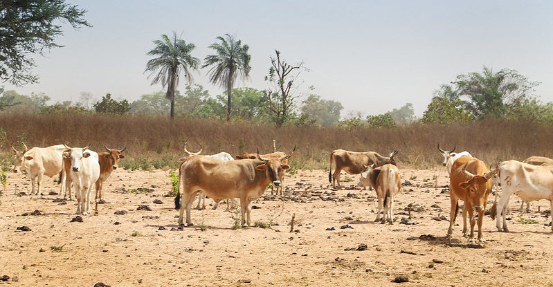 cattle shown in an arid area