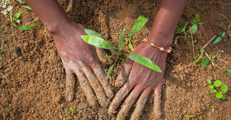 Close up of a woman's hands planting a small tree